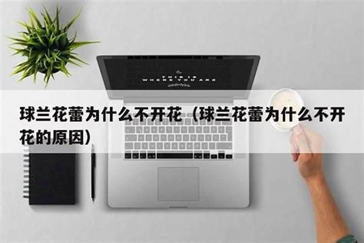 兰花有花蕾可以施肥吗,兰花施肥的六大注意事项