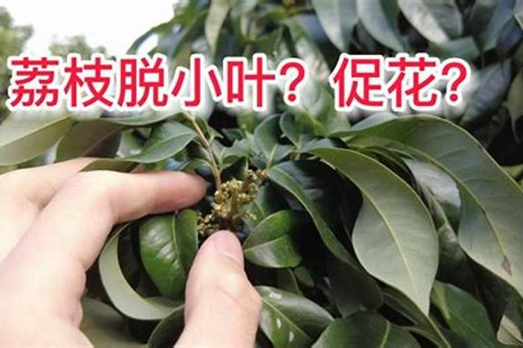 用什么叶面肥可以使荔枝熟得颜色好