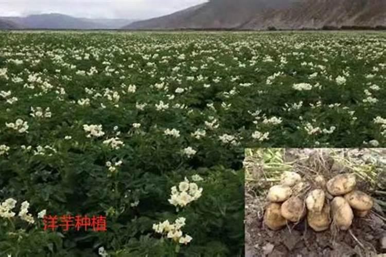 种植马铃薯如何施肥？