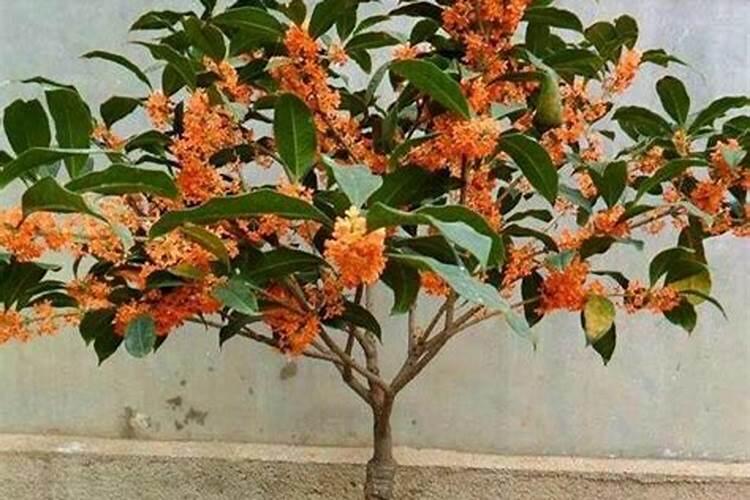 桂花发芽了怎么养 桂花发芽后如何养护