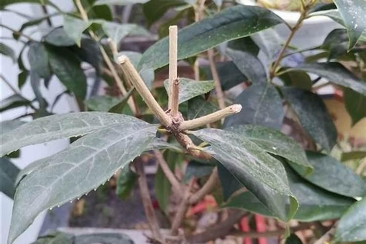 盆栽桂花可以施叶面肥吗