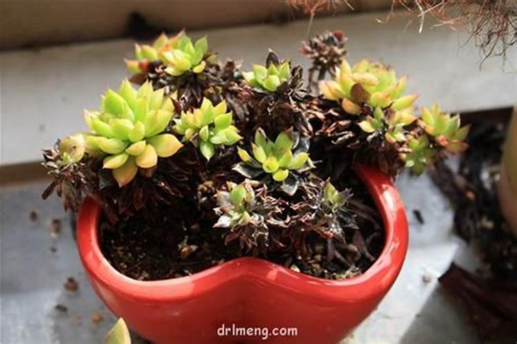 多肉植物可以施氮肥吗 多肉植物能施氮肥吗