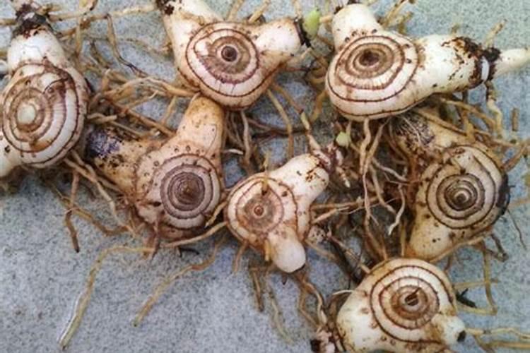 中药白芨适合哪里种植