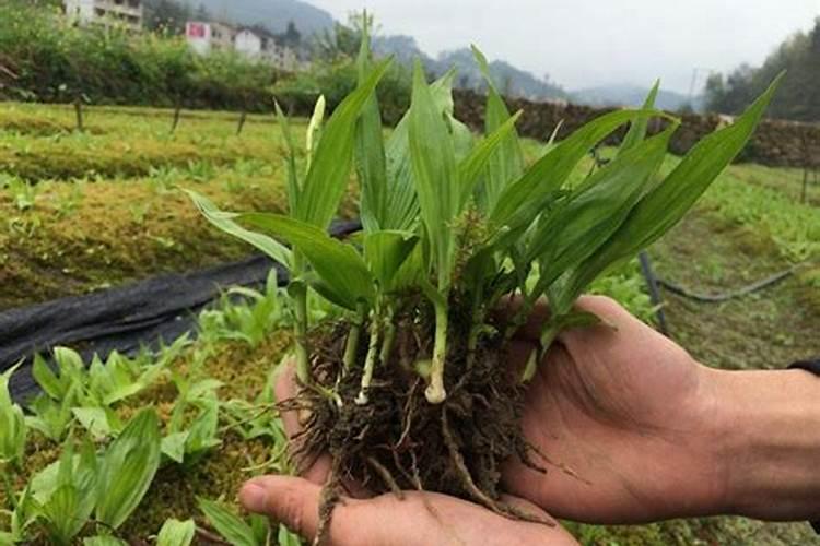 白芨块茎成长最重要的是施肥,怎么施肥块茎