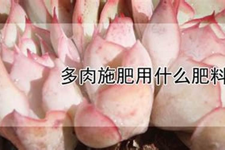 肉多要施什么肥料才能长大？