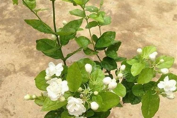 茉莉花怎么施肥施什么肥