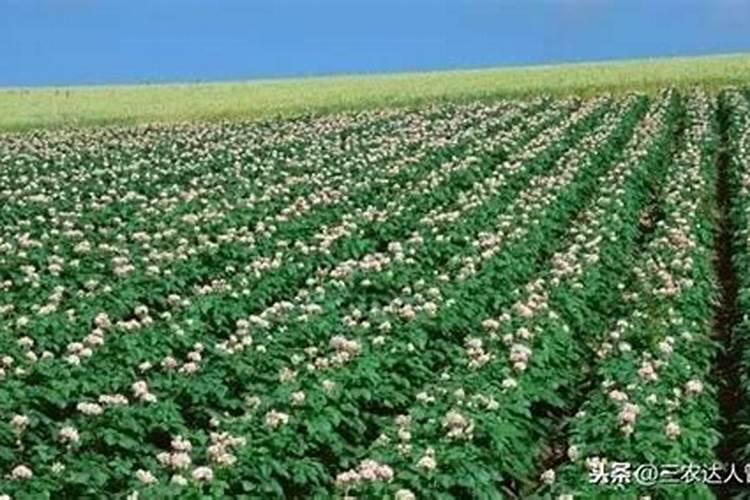 甘薯栽培技术要点 甘薯如何管理能高产
