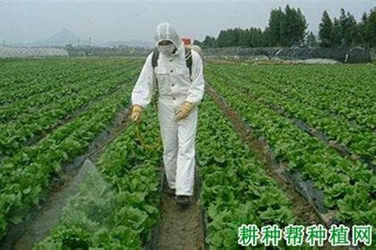 芸豆花期打什么叶面肥