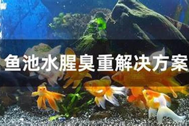 鱼蛋白为什么会发臭？