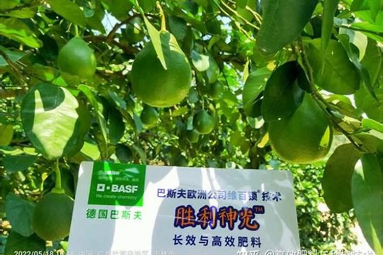 柚子施有机肥的五大好处,柚子施什么肥又大又甜？
