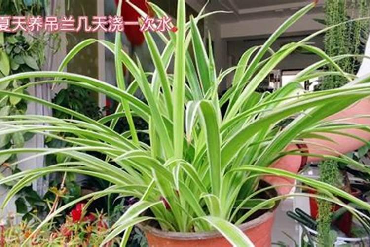 吊兰用什么肥料最好