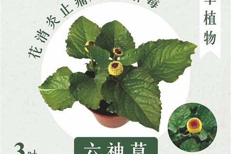 哪种牌子的花露水的驱蚊效果最好？