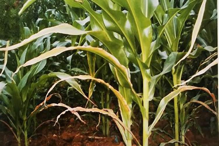 玉米后期追什么肥料好