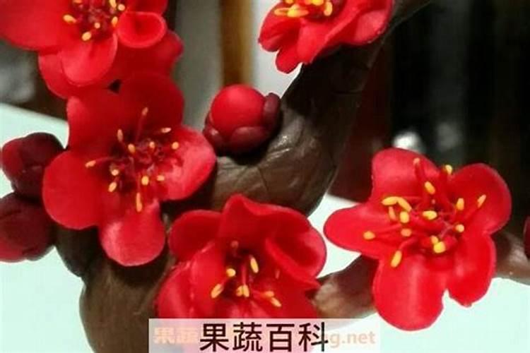 腊梅的水肥管理方法,夏季多浇水不施肥