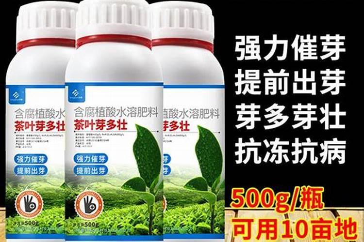 茶树催芽壮芽用什么药最快 茶树是乔木还是灌木