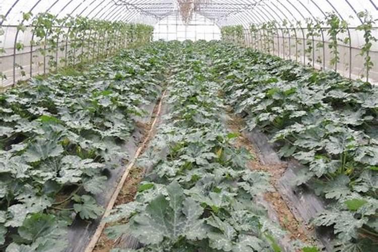 西葫芦病毒病如何预防？西葫芦病毒病防治方法是什么？