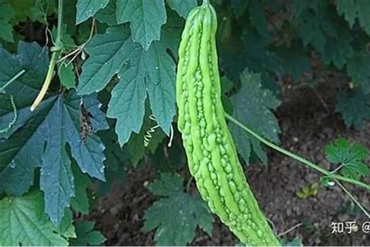 油菜苗可以喷叶面肥吗