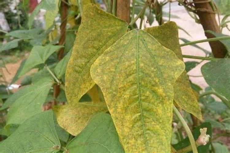 甘蓝小苗发黄怎样治