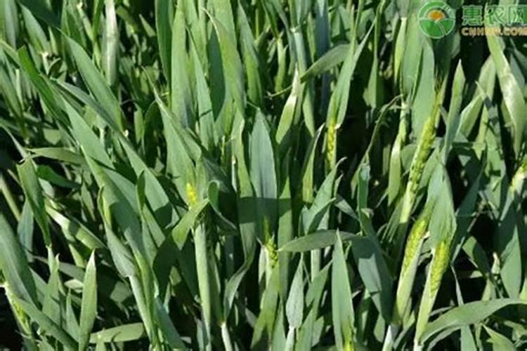 小麦灌浆期打什么叶面肥