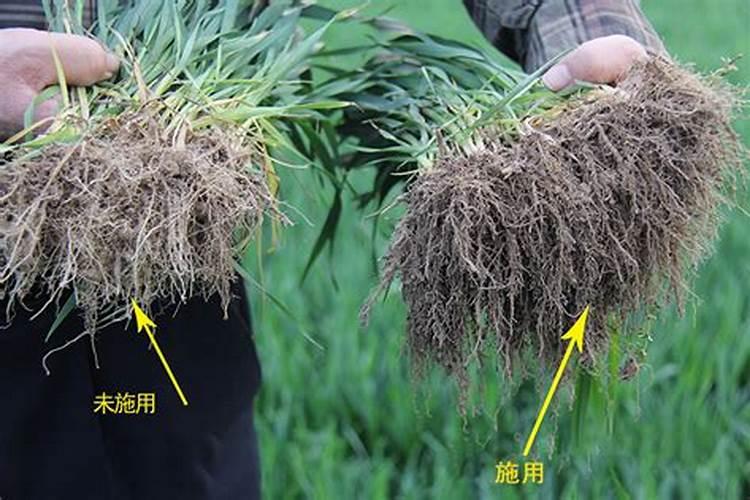 蝴蝶兰花用什么土最合适