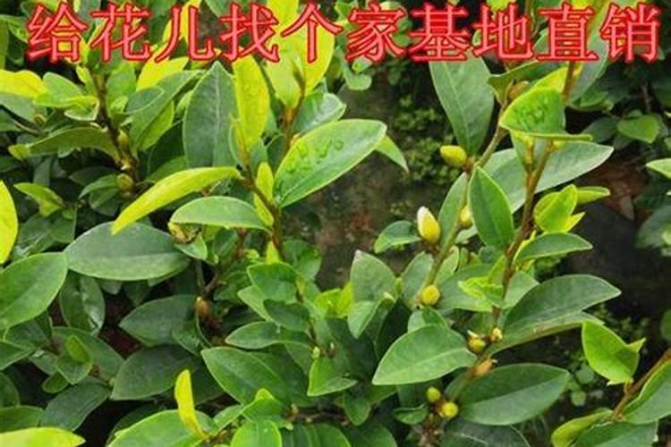 硫酸亚铁可以浇什么花？