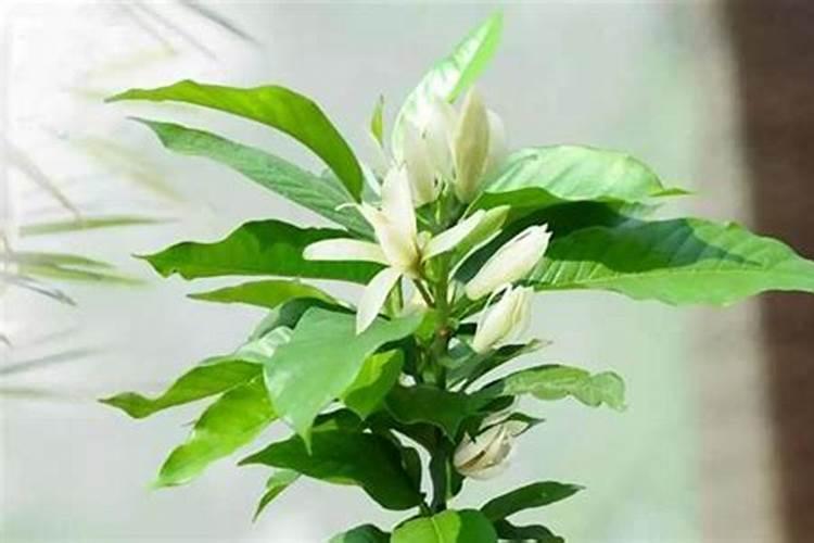 硫酸亚铁可以浇的植物有哪些？？