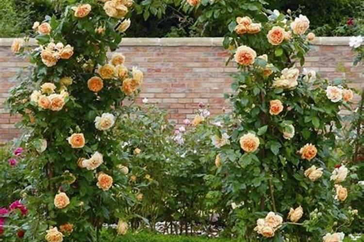 月季叶子黑了怎么办？