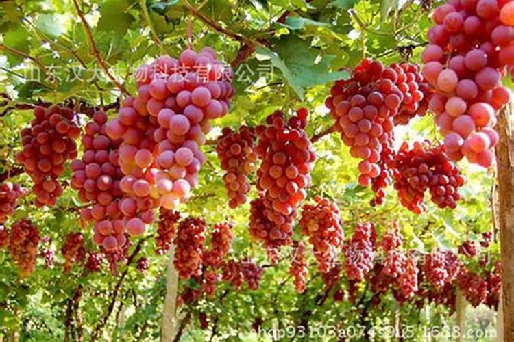 种植葡萄需要怎么施肥