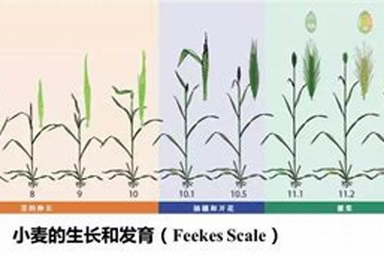 小麦吸收氮肥的高峰期是