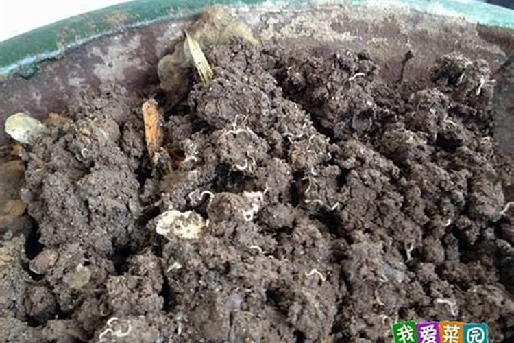 雨水多一定要注意番茄缺硼,要如何快速补充硼肥呢？