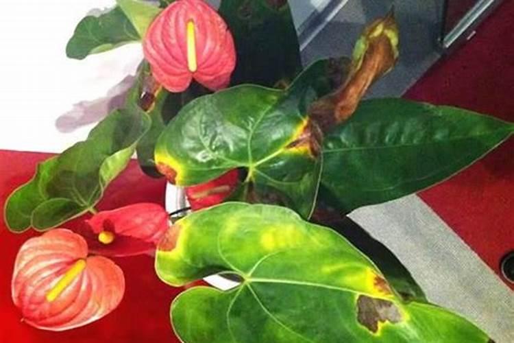 水培红掌不开花怎么办