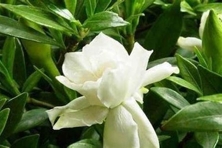 茶叶水能浇花吗？浇什么花合适的