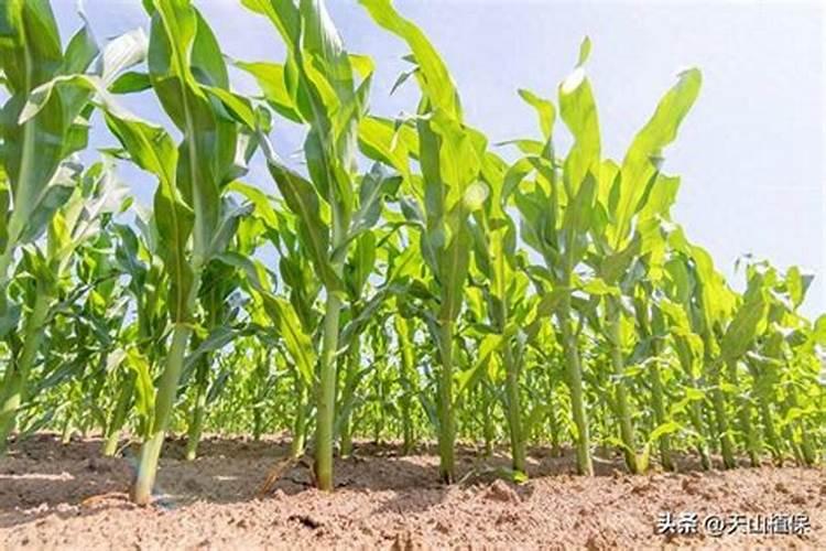 硼肥的用量、作用及使用方法