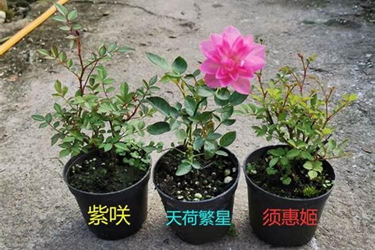 玫瑰花多久施肥 玫瑰肥料施用时机及注意事项