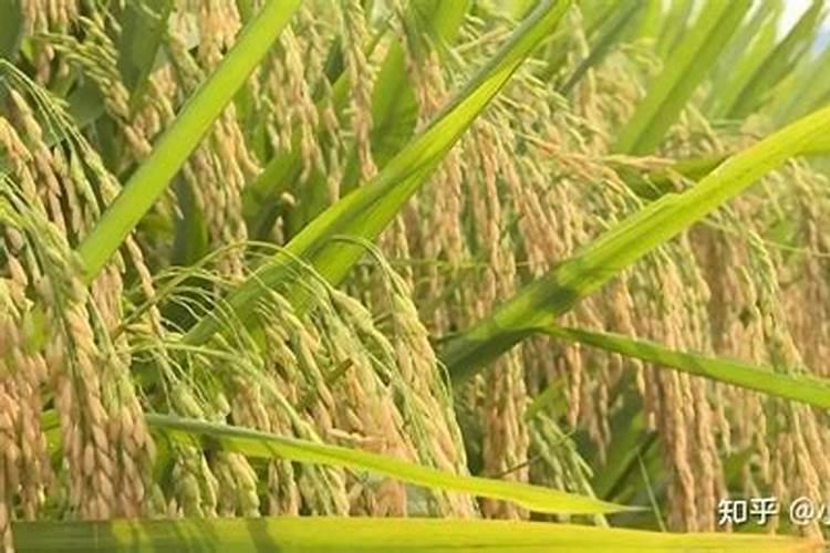 种植高粱用什么化肥