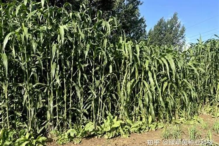 求问玉米能否一次性施肥