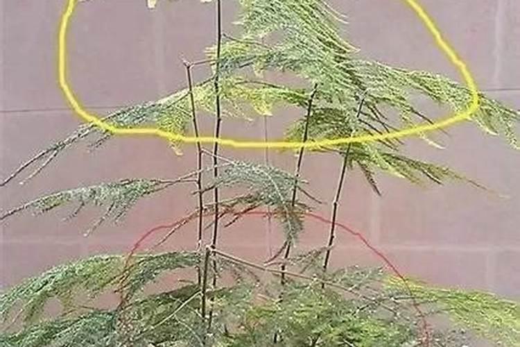 文竹黄叶怎么补救最佳方法