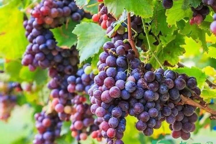 葡萄开花前可以打磷酸二氢钾吗