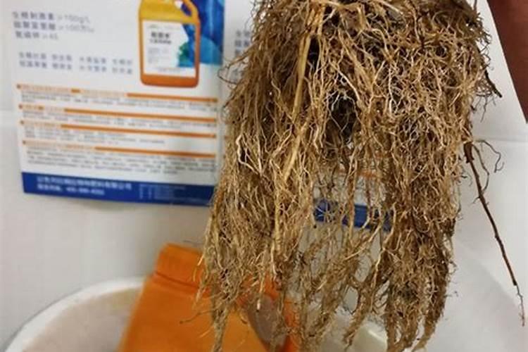 草莓苗长势弱,怎么办？用什么水溶肥好