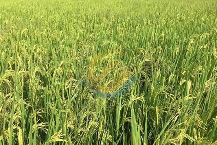 钾肥的正确使用方法 合理施用钾肥需要注意什么