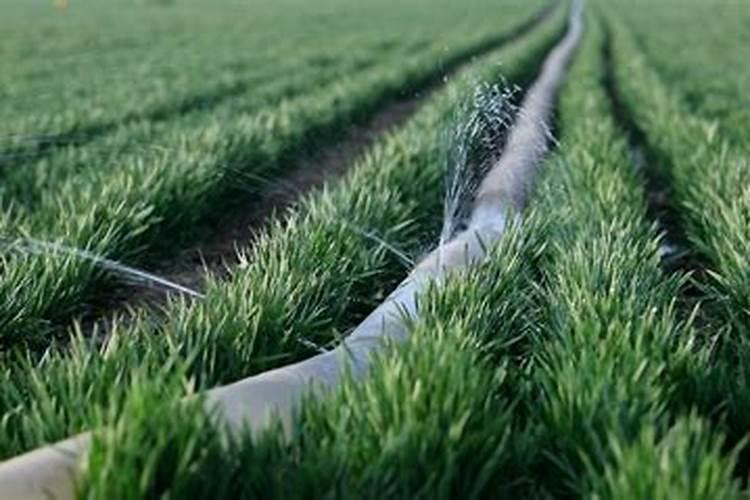 小麦高产种植技术是什么