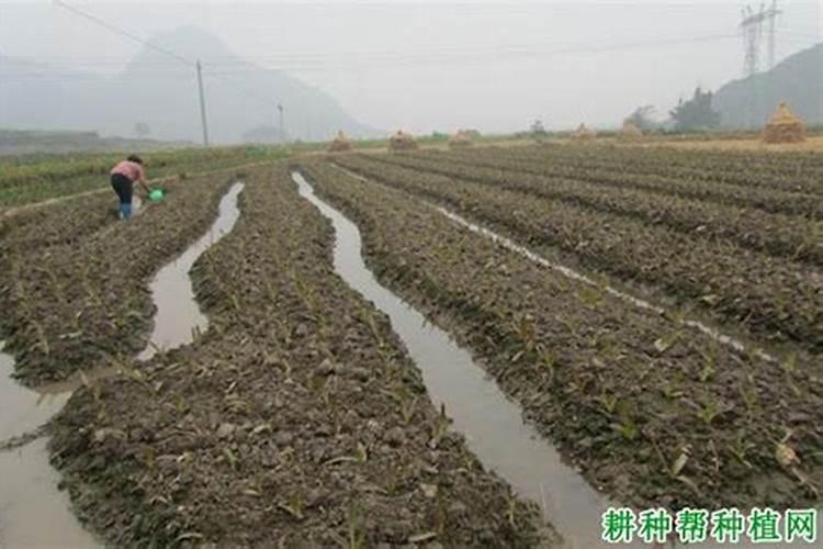 莴笋三月份施啥化肥吗长的快？
