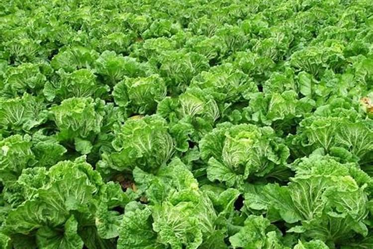 白菜浇什么肥料长得快