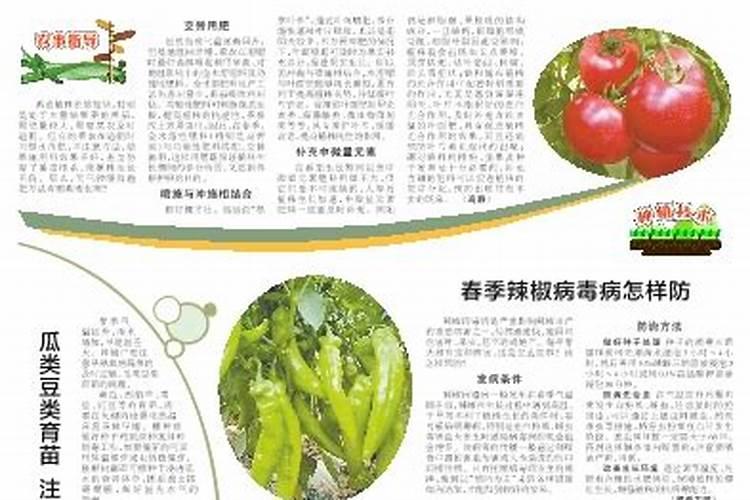 茄子为什么不开花