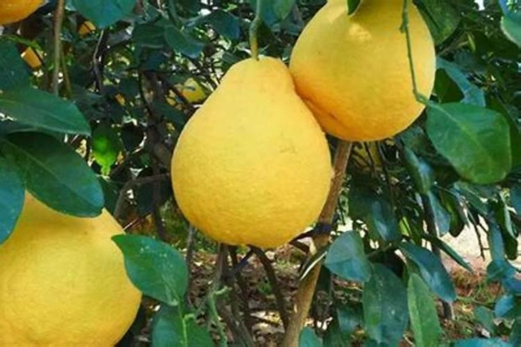 沙田柚开花不接棵这是什么