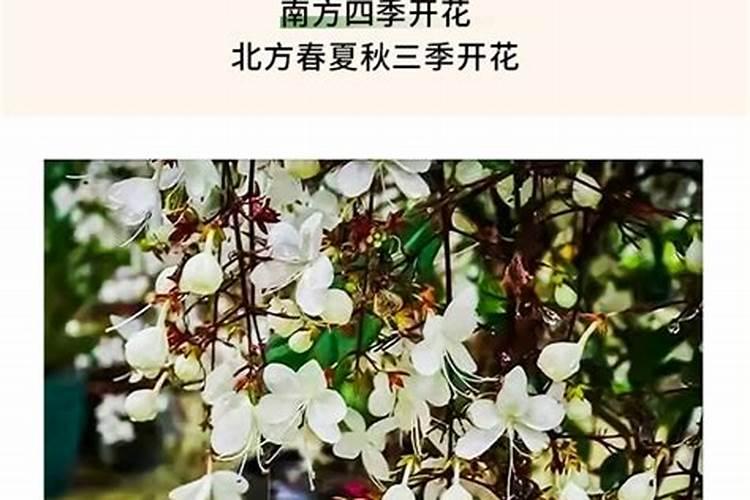 茉莉花花期可以喷洒叶面肥和防止虫害的药吗