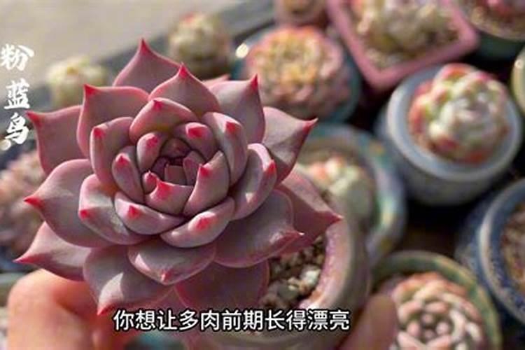 教你春季多肉的养殖经验与三大养护  杂谈  盆栽百科网