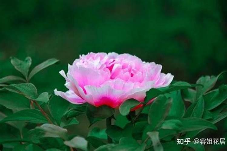花卉施肥最佳时间是什么时候施肥要注意什么