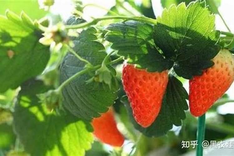 草莓用什么肥料好