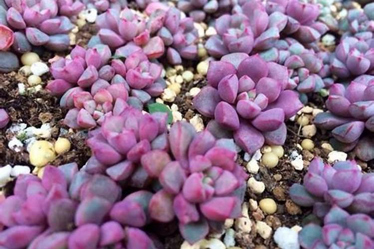 多肉植物需要什么肥料 施肥的方法是什么